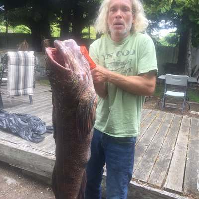 Sean Leitenberg caught a 43 lb lingcod off the Victoria waterfront.